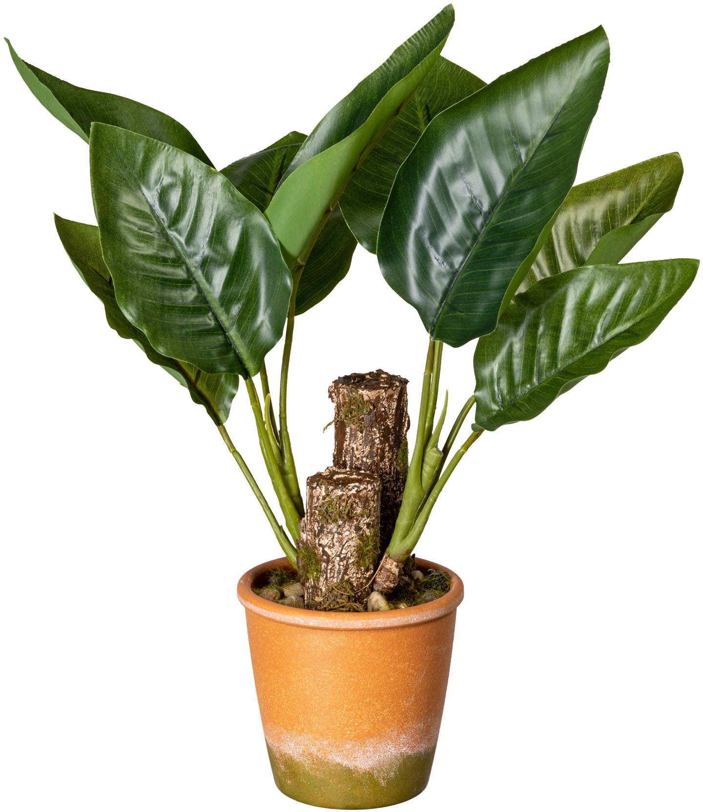 Creativ green Künstliche Zimmerpflanze »Blattpflanze Canna«, im Paperpot