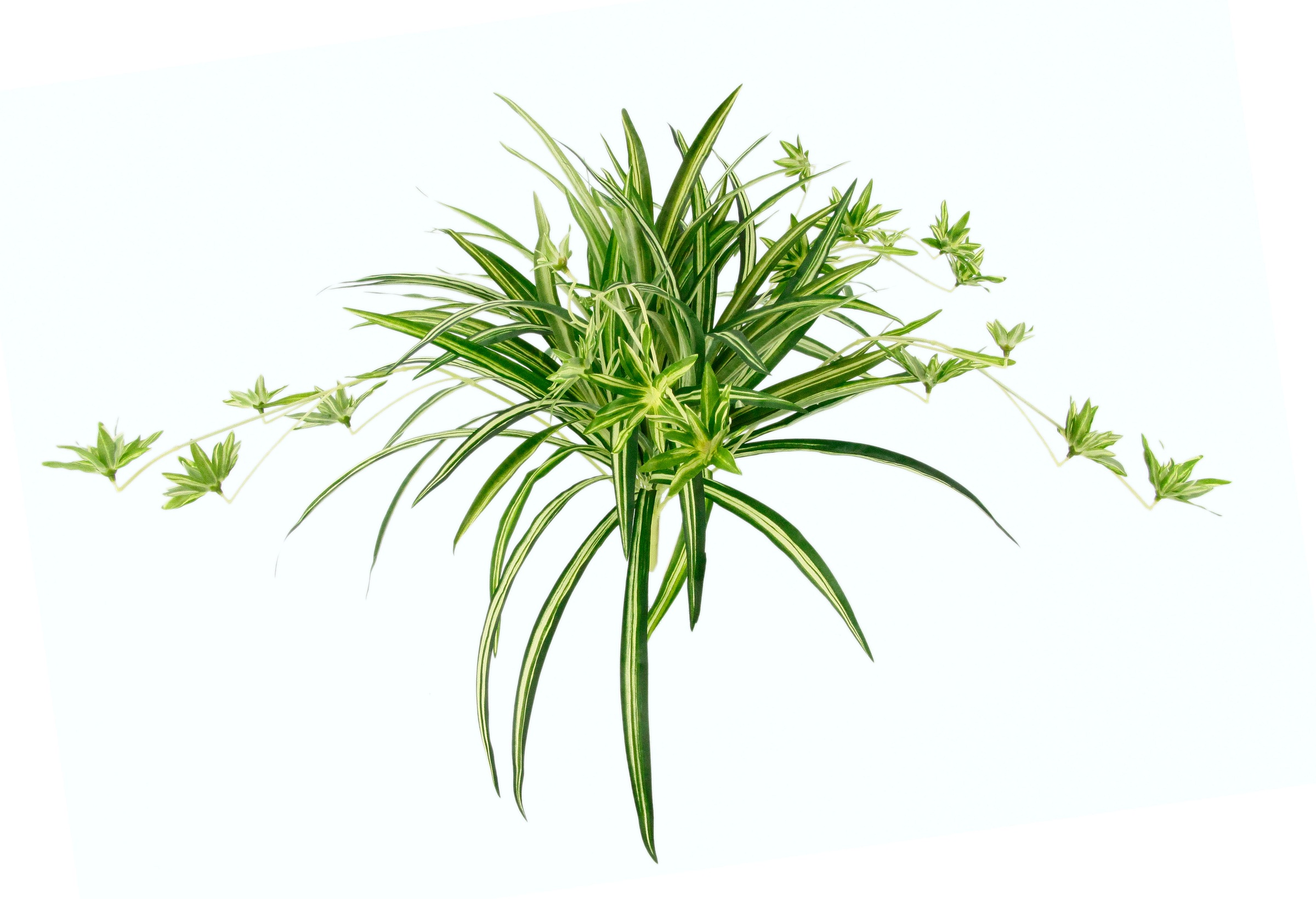 I.GE.A. Kunstpflanze »Wasserlilie« kaufen | BAUR