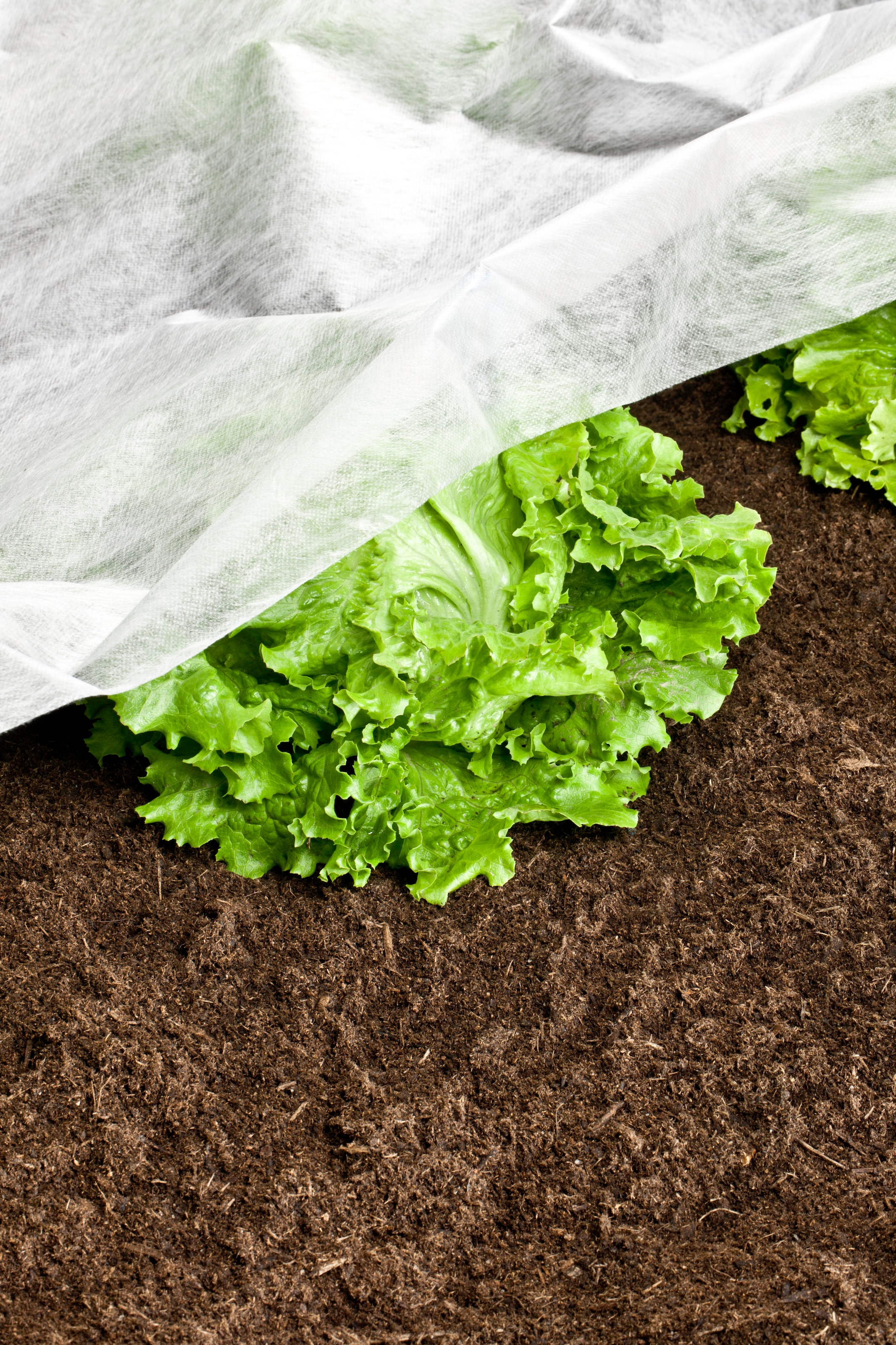 Windhager Gartenvlies »Standard für gesundes Wachstum, Gartenfolie« 1 Stk. tlg. Abdeckvlies erhältlich in 5 x 1,5 m oder 10 x 1,5 m, 17 g/m², weiß