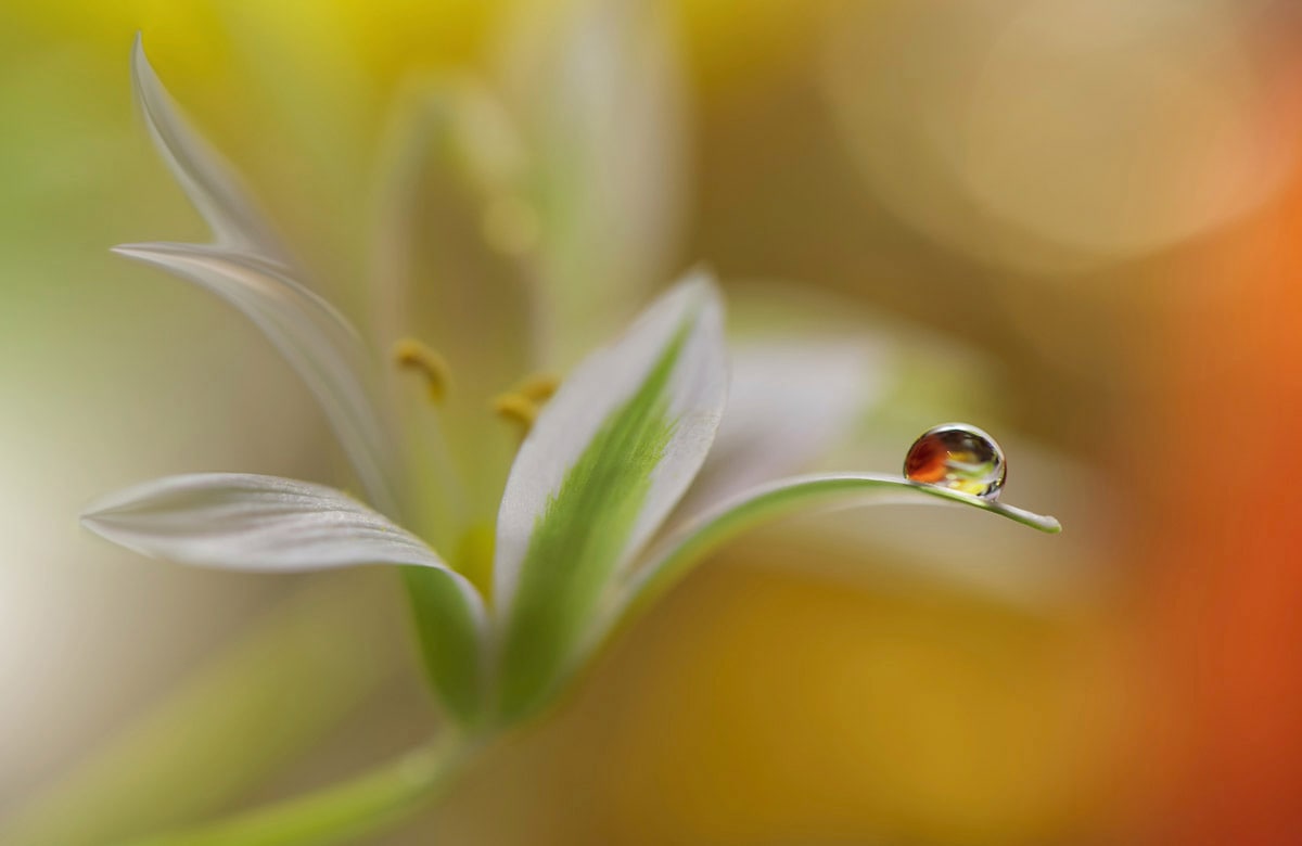 Papermoon "Zen Wassertropfen mit Blume Makro"