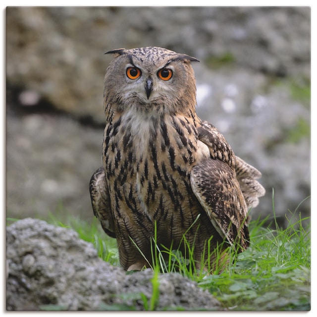 Artland Wandbild »Uhu«, Vögel, (1 St.), als Alubild, Leinwandbild,  Wandaufkleber oder Poster in versch. Größen bestellen | BAUR