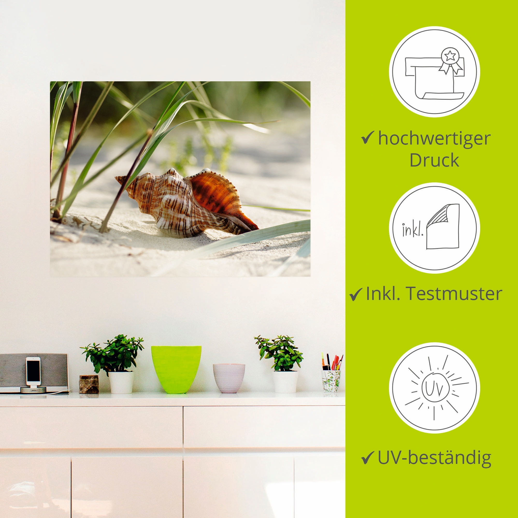 Artland Wandbild »Große Muschel am Strand«, Wassertiere, (1 St.), als Leinwandbild, Poster, Wandaufkleber in verschied. Größen