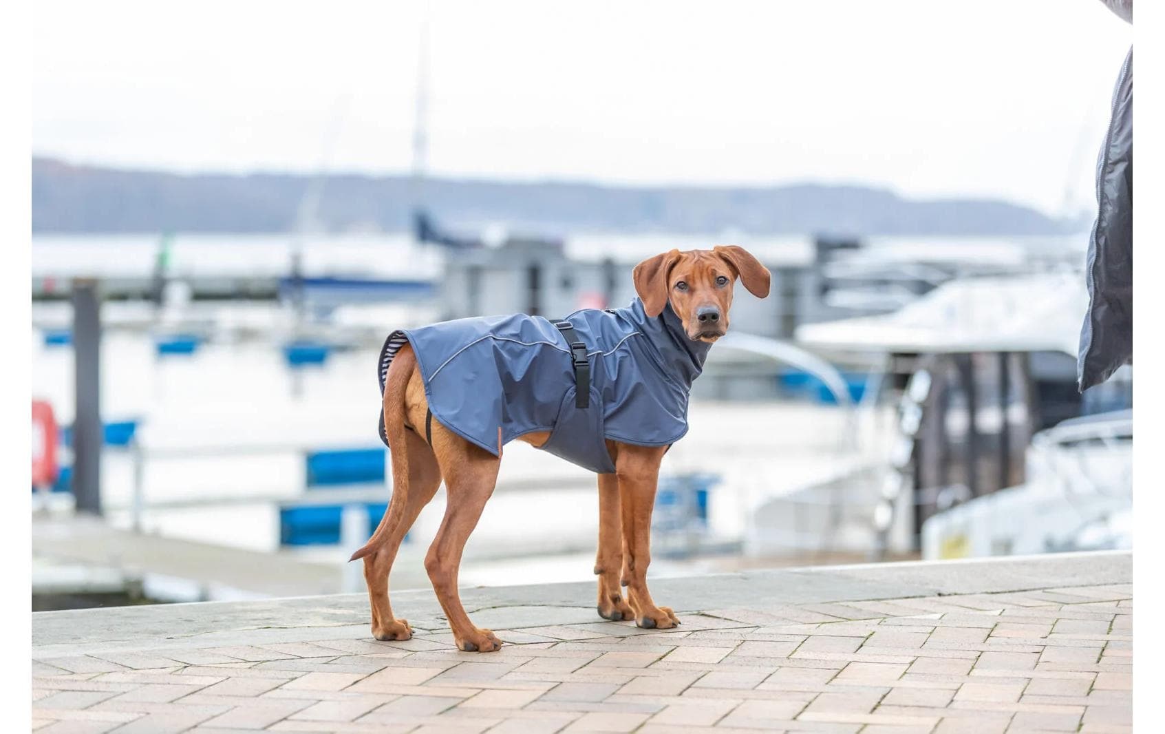 TRIXIE Hunderegenmantel »Be Nordic Husum« Polyester
