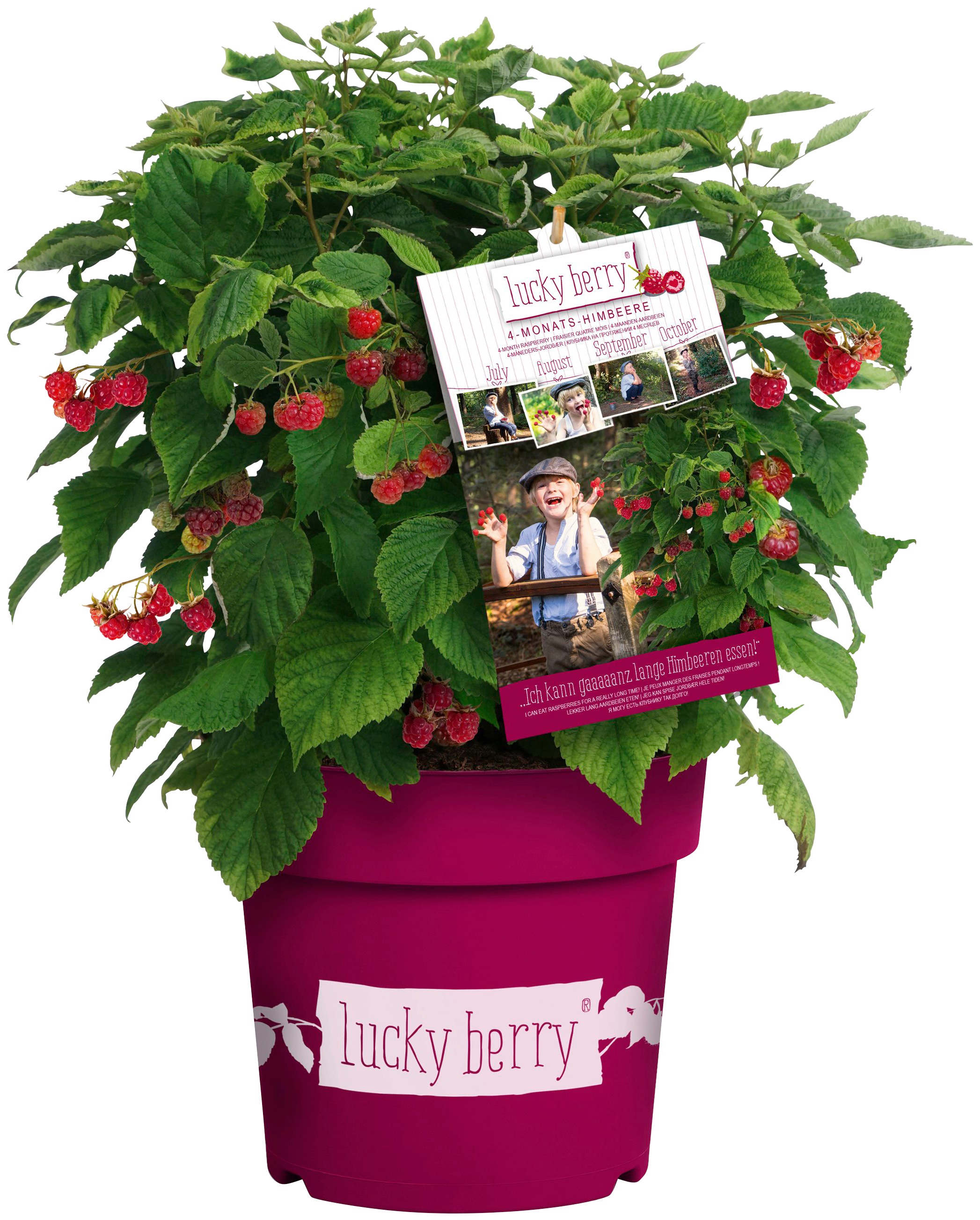BCM Obstpflanze »Lucky Berry Himbeere 'Rasp Berry'«, (1 St.), Höhe: 40-50 cm, 1 Pflanze kaufen