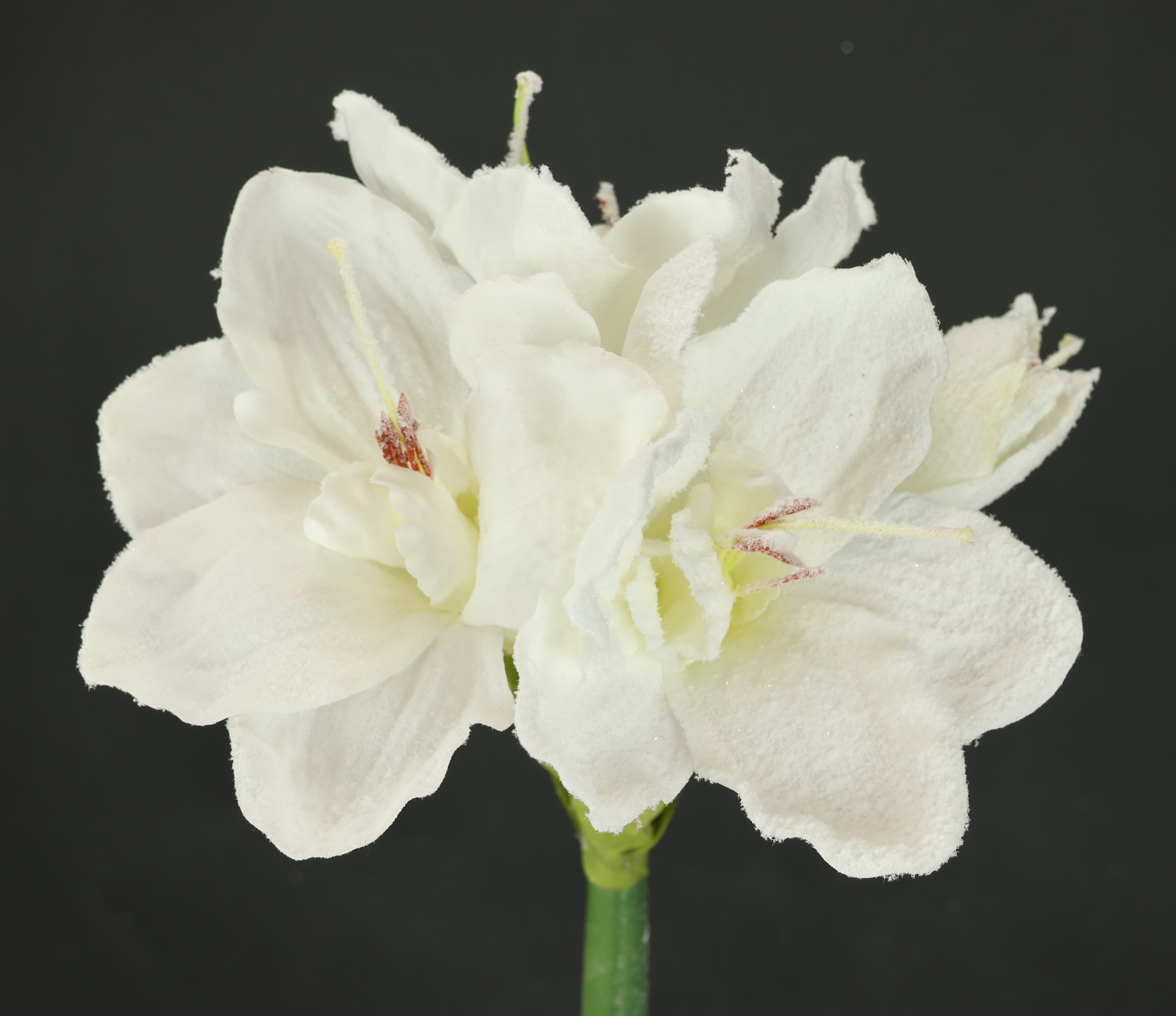 I.GE.A. Kunstblume »Amaryllis mit Kunstschnee«, 2er Set Zweige Winterblume Dekozweig Weihnachtsdeko Winterdeko