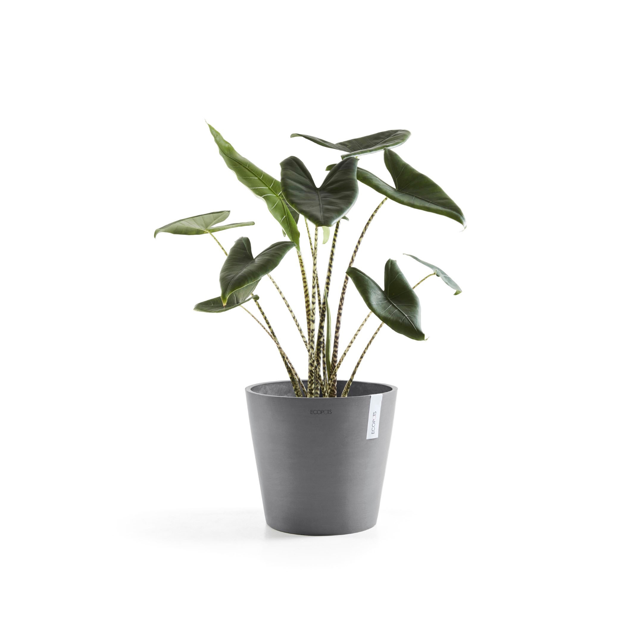 ECOPOTS Blumentopf »Amsterdam«, ØxH: 30x26,3 cm