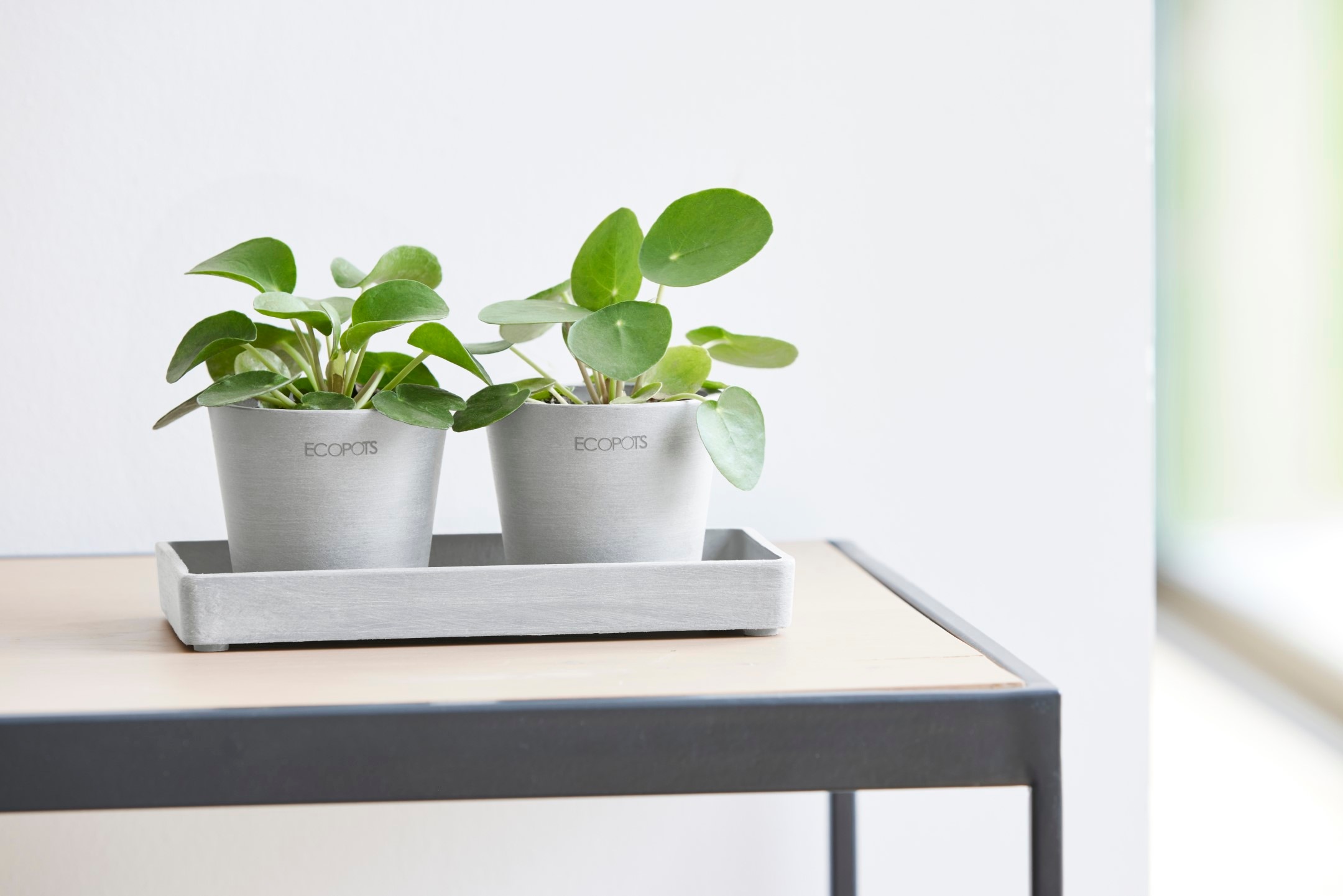 ECOPOTS Blumentopfuntersetzer »DISPLAY PLATTER«, für Ecopots Amsterdam, BxTxH: 10x10x2,5 cm