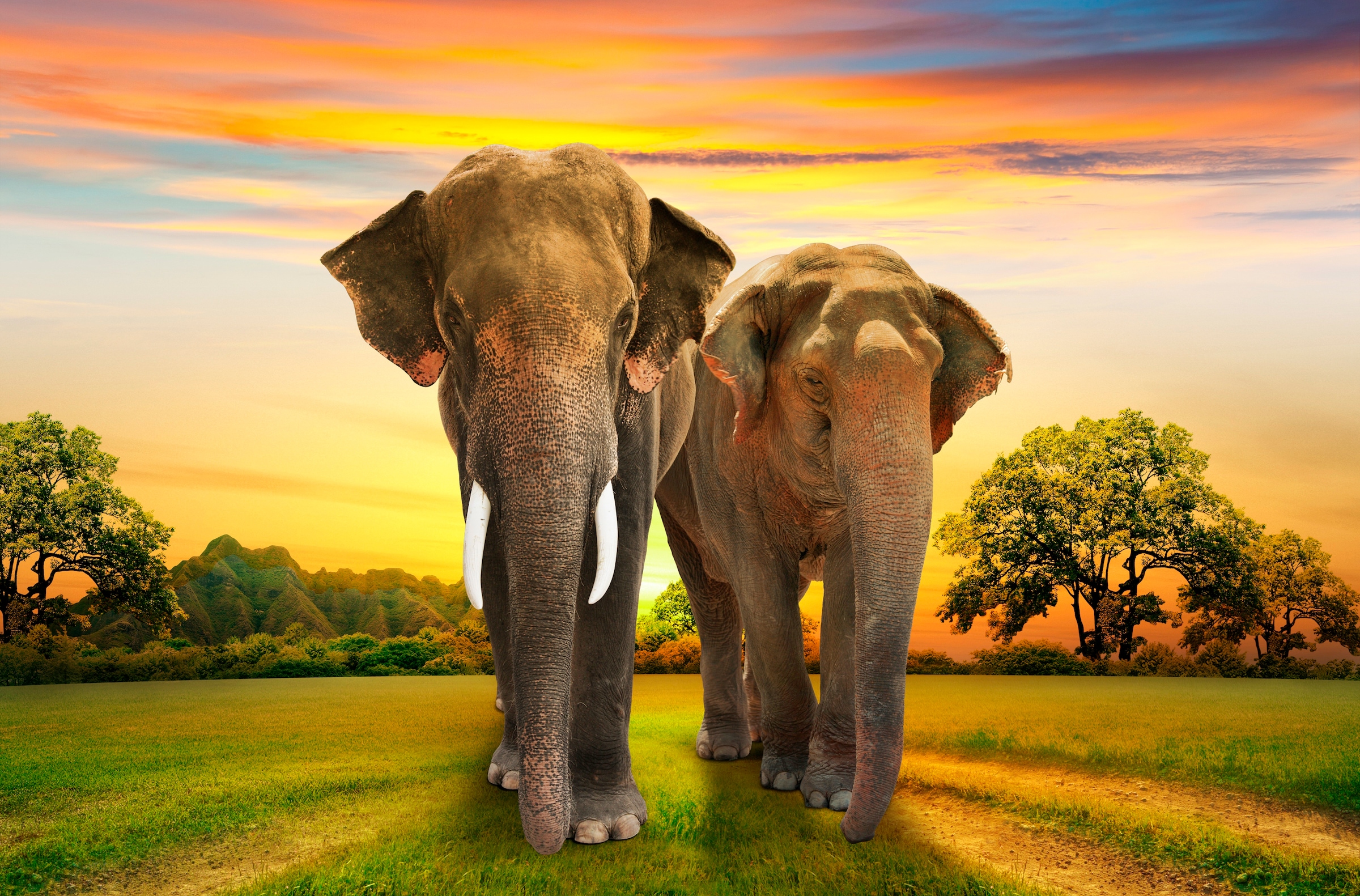 Papermoon Fototapete "Elephants Family" glatt günstig online kaufen
