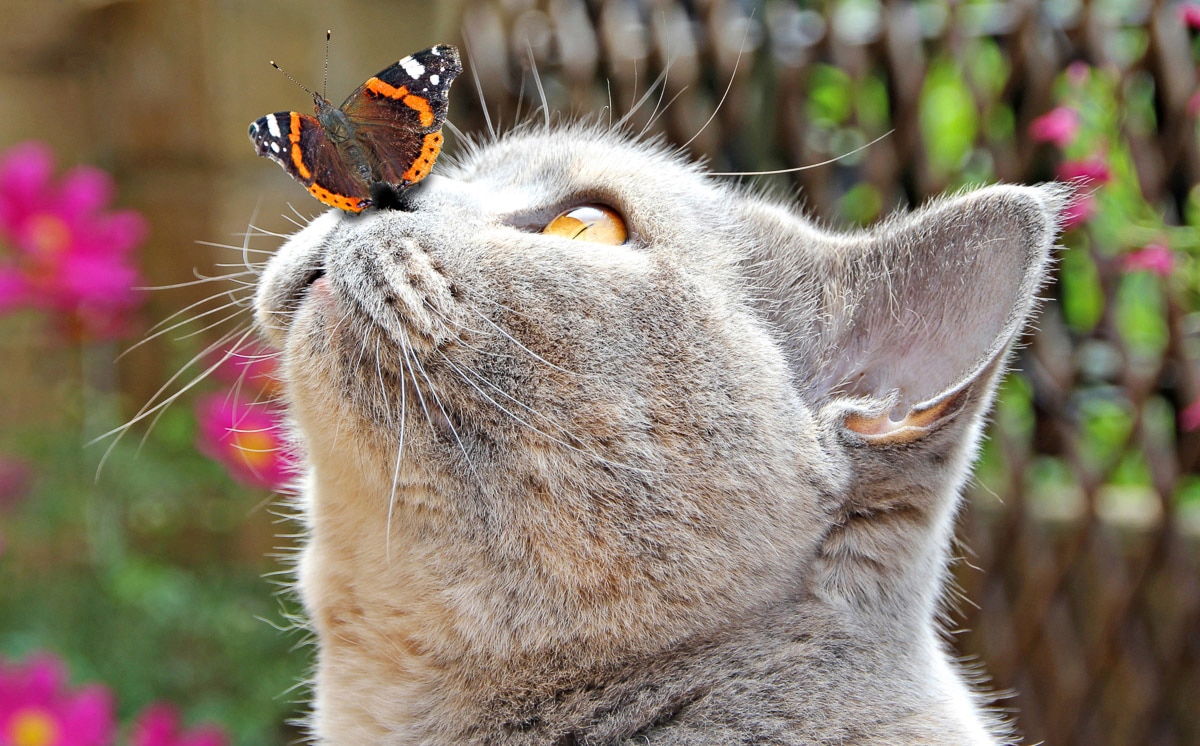 Fototapete »Schmetterling und Katze«