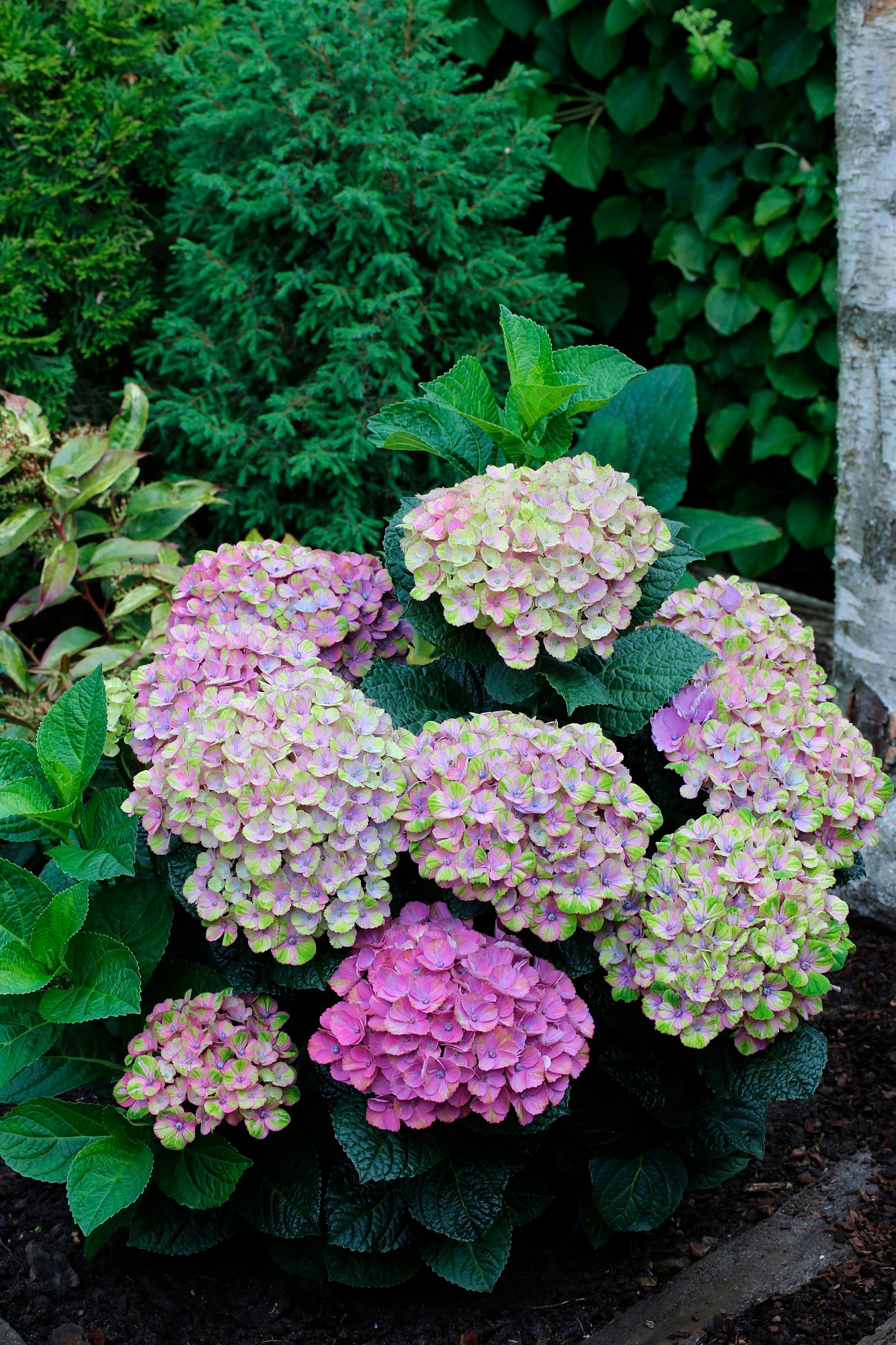 BCM Gehölze »Hortensie 'Magical Coral Blue'«, (1 St.), Höhe: 30-40 cm, 1 Pflanze kaufen