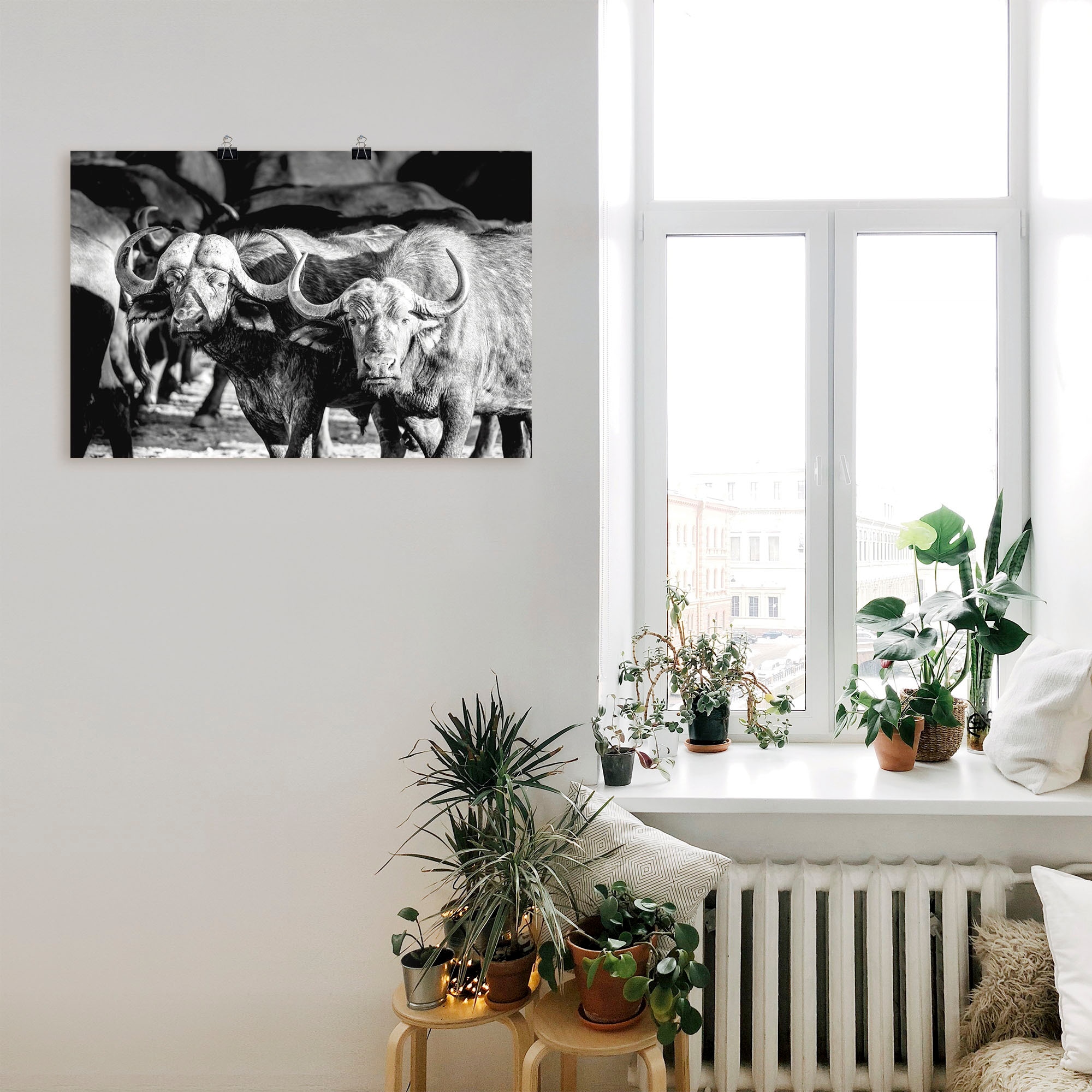 Artland Wandbild »Büffel«, Wildtiere, (1 St.), als Alubild, Leinwandbild, Wandaufkleber oder Poster in versch. Größen