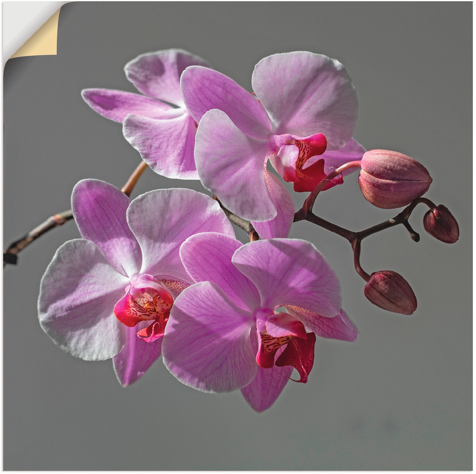 Artland Wandbild "Orchideentraum", Blumen, (1 St.), als Leinwandbild, Wandaufkleber in verschied. Größen