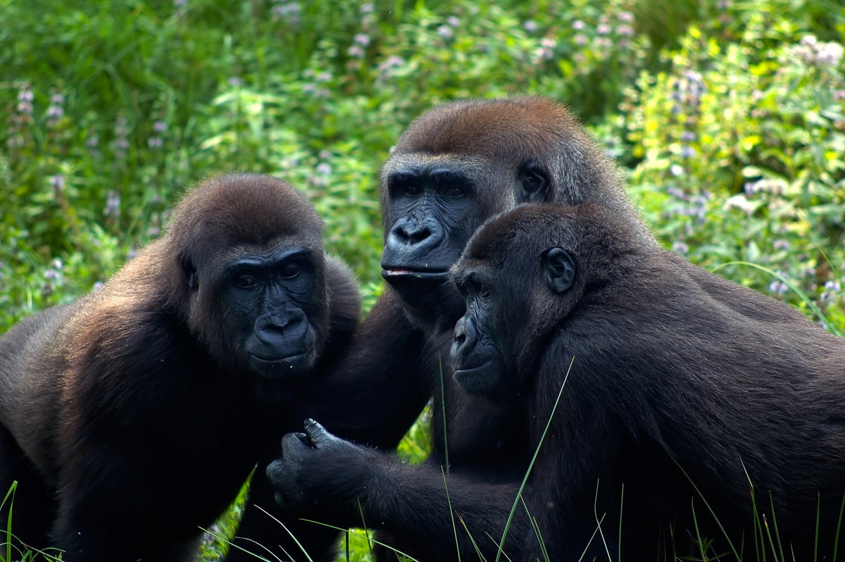 Papermoon Fototapete "Gorilla-Treffen" günstig online kaufen