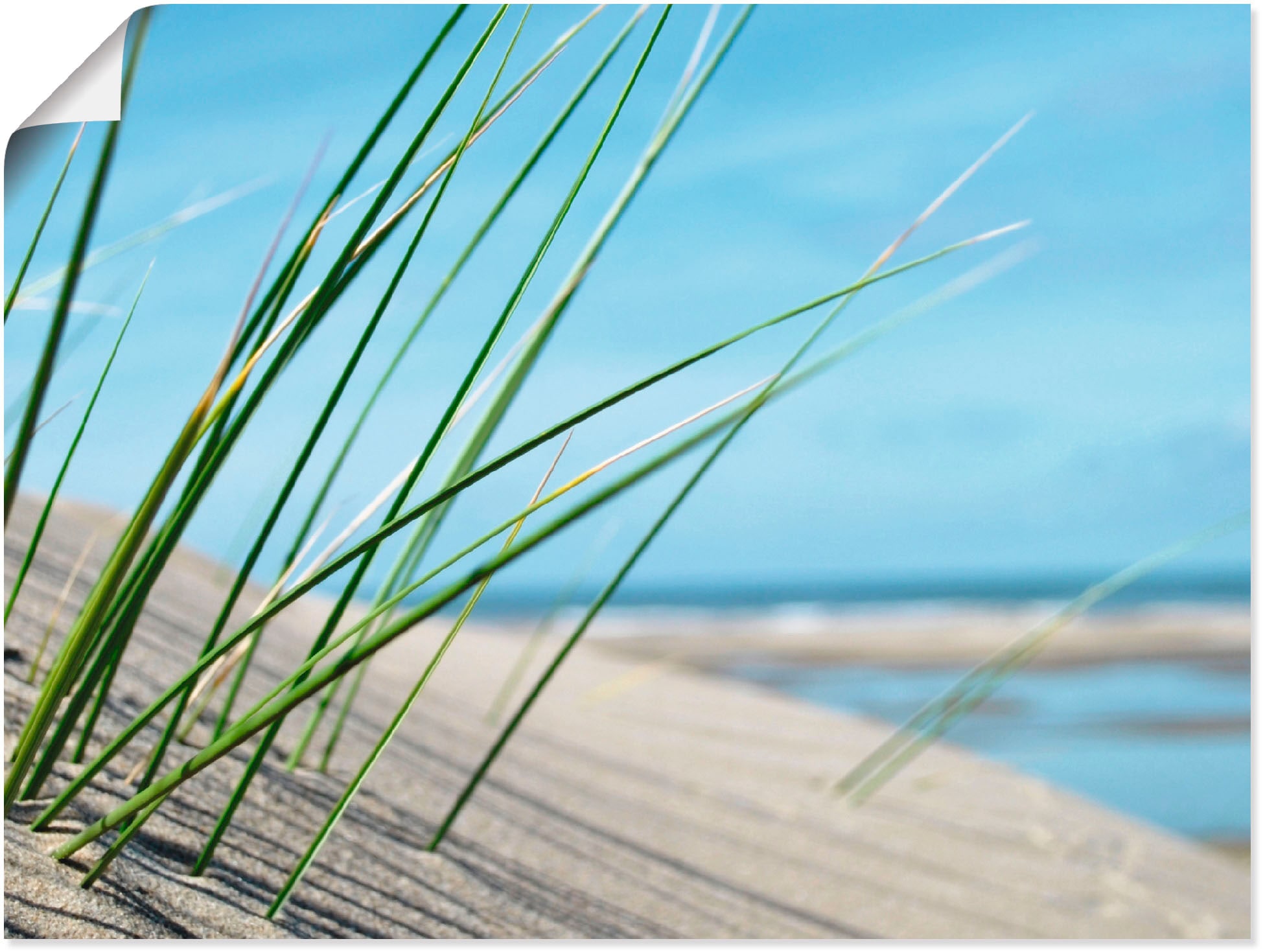 Wandbild Artland BAUR Gräser, (1 kaufen in St.), oder Größen als | »Strandgras«, Wandaufkleber Poster Leinwandbild, versch.