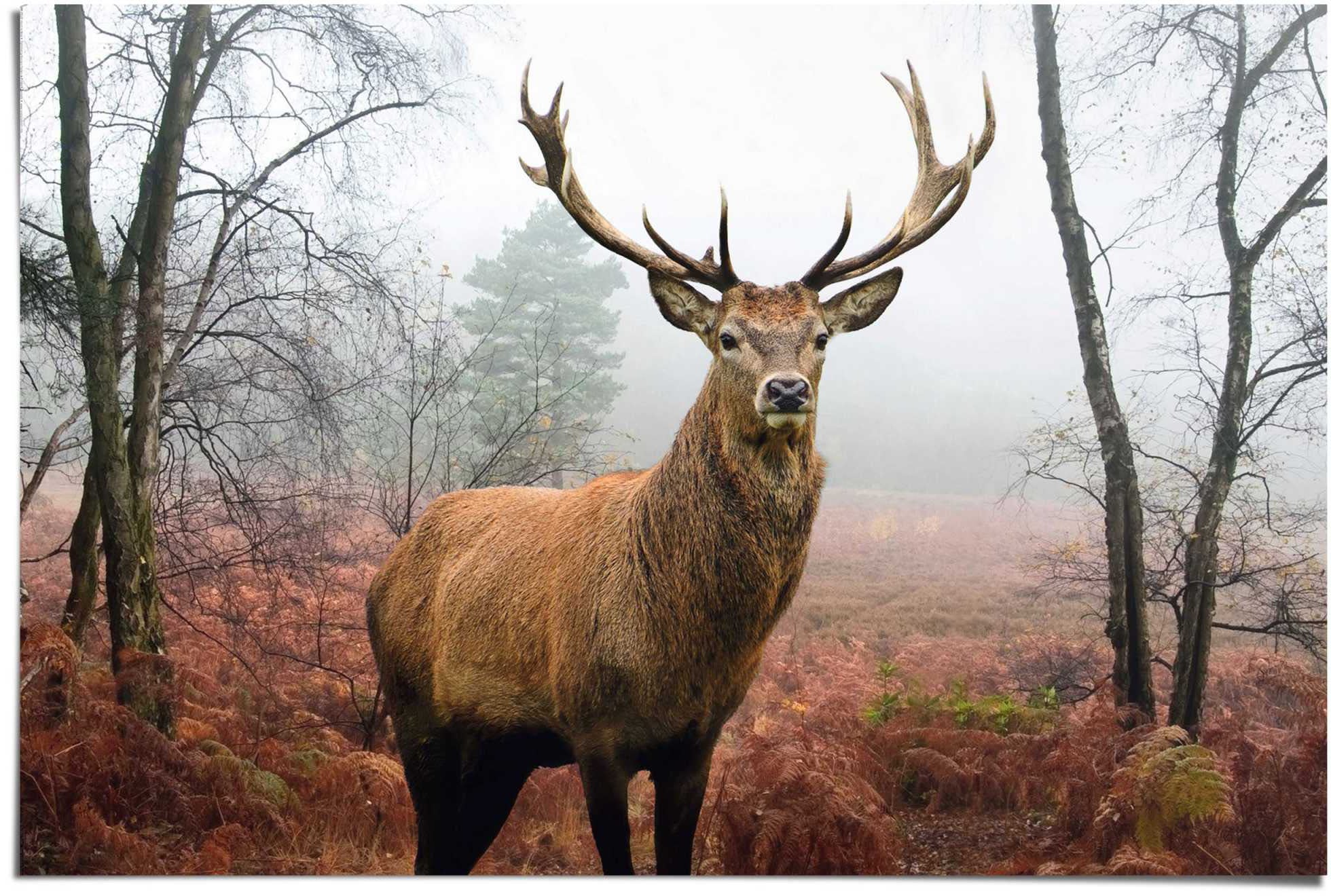 Reinders Poster "Hirsch im Wald" 1 Stk. tlg. günstig online kaufen