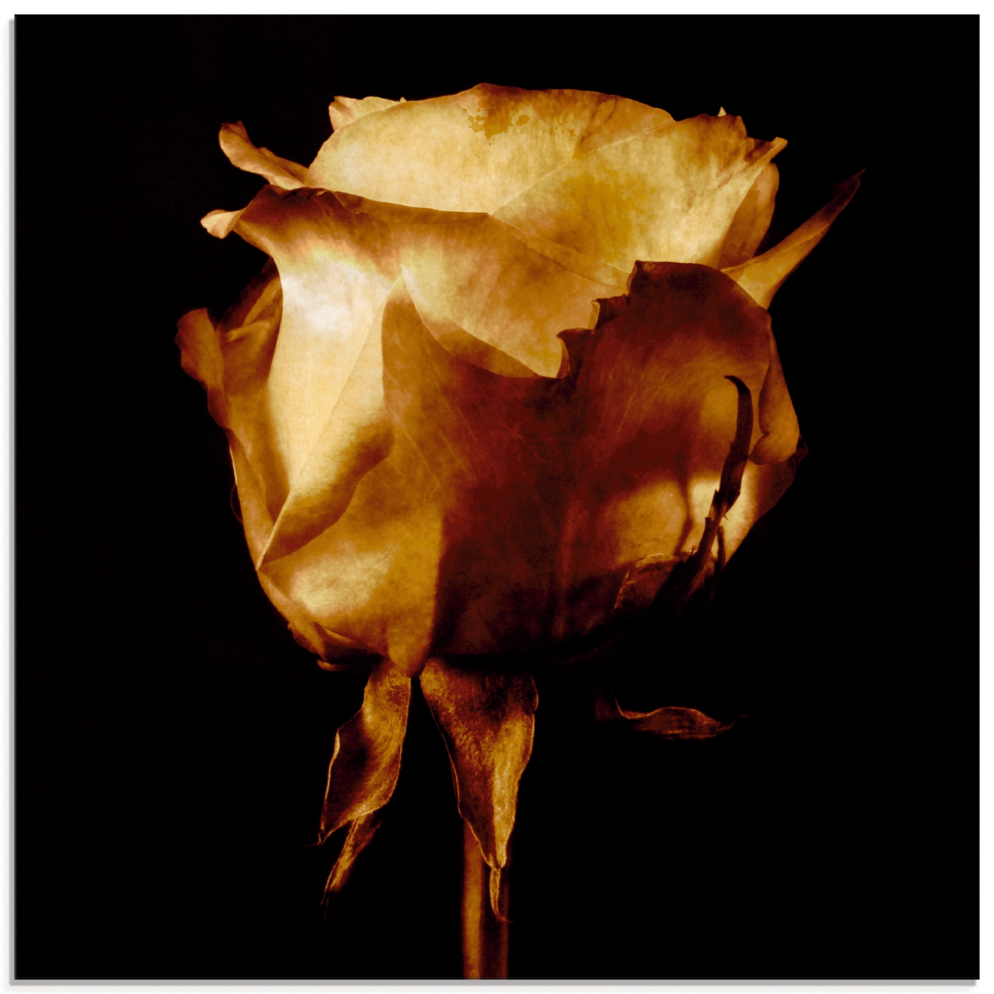 Artland Glasbild "Vergoldete Rose" Blumen 1 Stk. tlg. in verschiedenen Größen