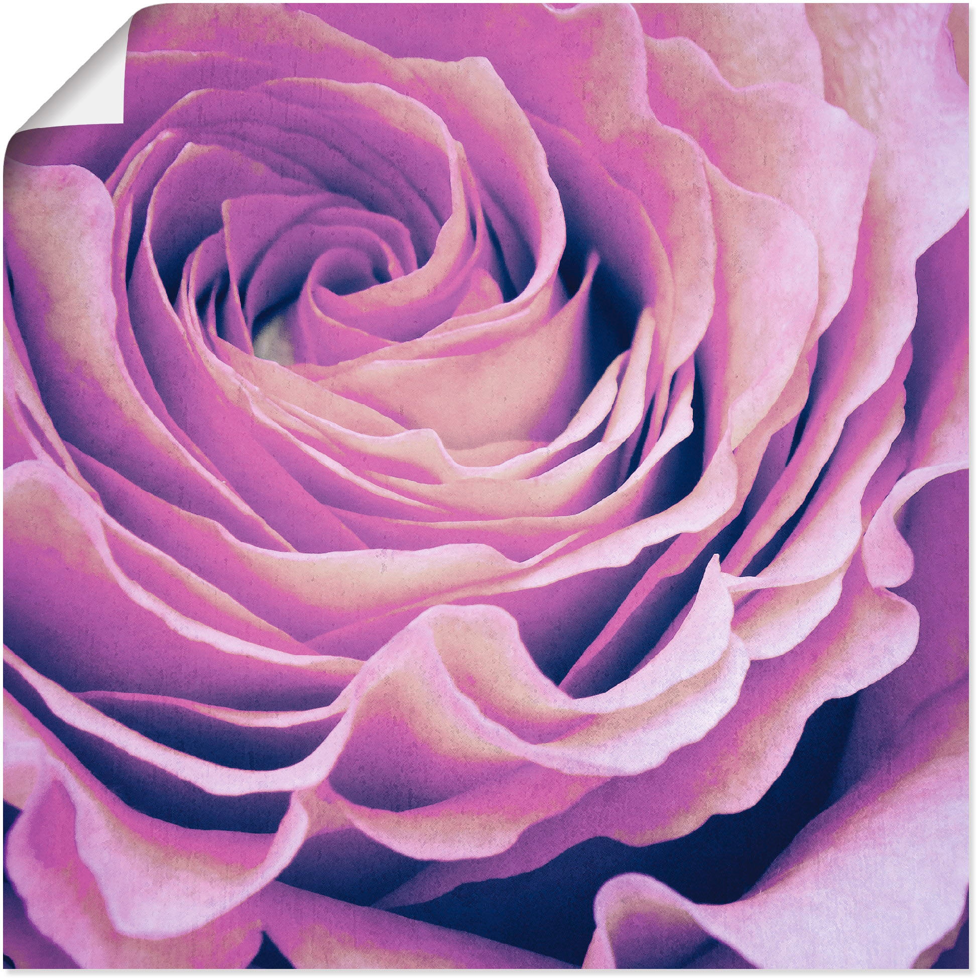 Artland Wandbild »Lila Rose«, Blumen, (1 St.), als Leinwandbild, Poster in verschied. Größen