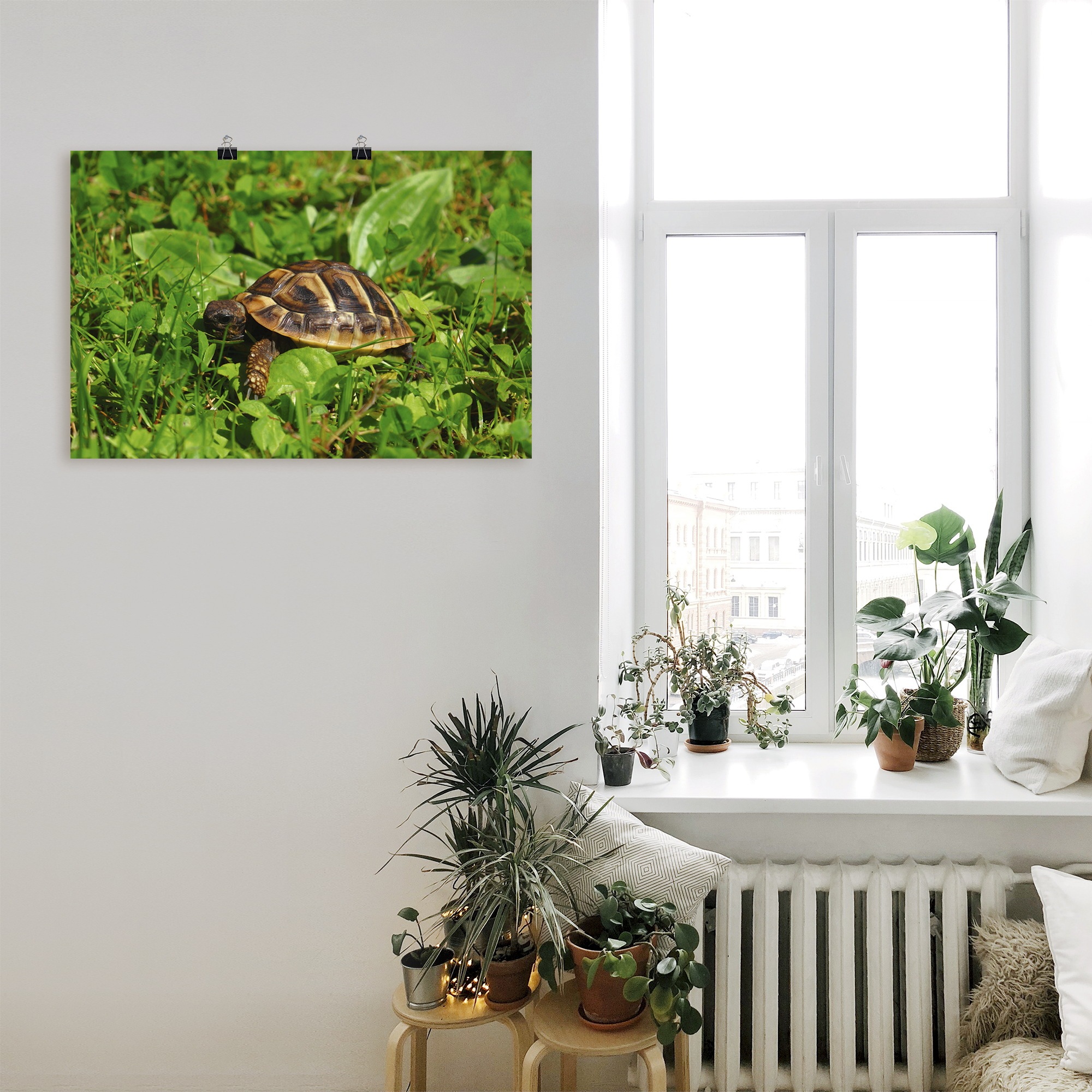 Artland Poster »Griechische Landschildkröten Baby«, Reptilien, (1 St.), als Alubild, Leinwandbild, Wandaufkleber oder Poster in versch. Größen