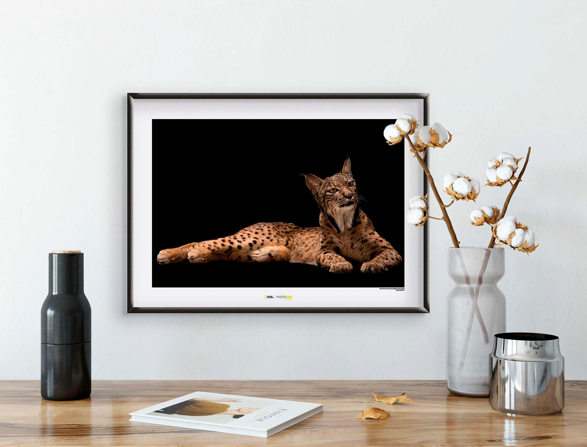 Black Friday Komar 40cm Tiere, Poster BAUR Höhe: »Iberian Lynx«, 