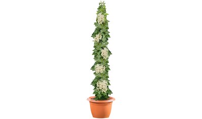 BCM Obstpflanze »Säulenobst Johannisbeere 'Werdavia' (weiß)«, (1 St.), Höhe: 50 cm, 1... kaufen