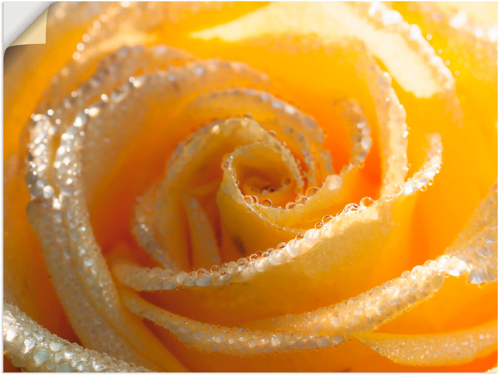 Artland Wandbild Makro«, Rose | als Poster Größen Blumen, kaufen oder BAUR in »Gelbe Wandaufkleber (1 Leinwandbild, versch. St.)