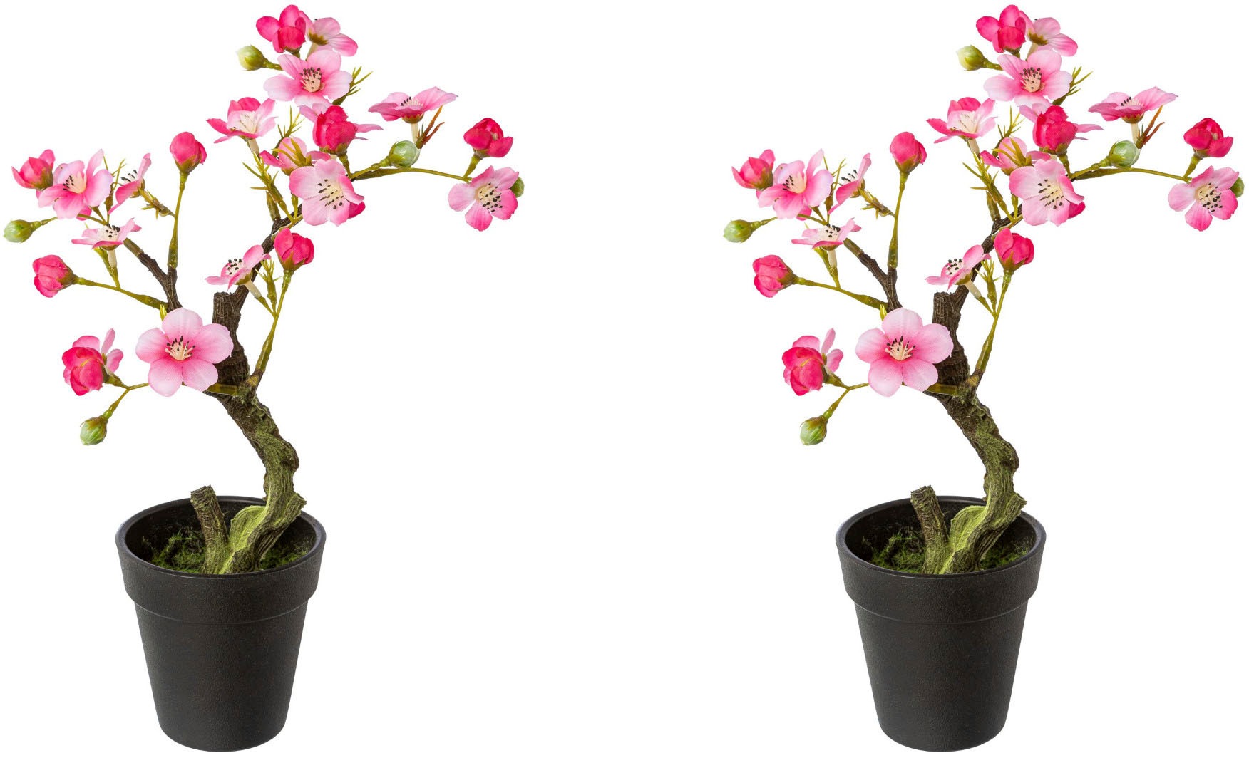 Creativ green Kunstblume »Mandelbonsai im Topf«, (Set, 2 St.) kaufen