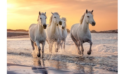 Papermoon Fototapete »Pferde im Wasser«, Vliestapete, hochwertiger Digitaldruck,... kaufen