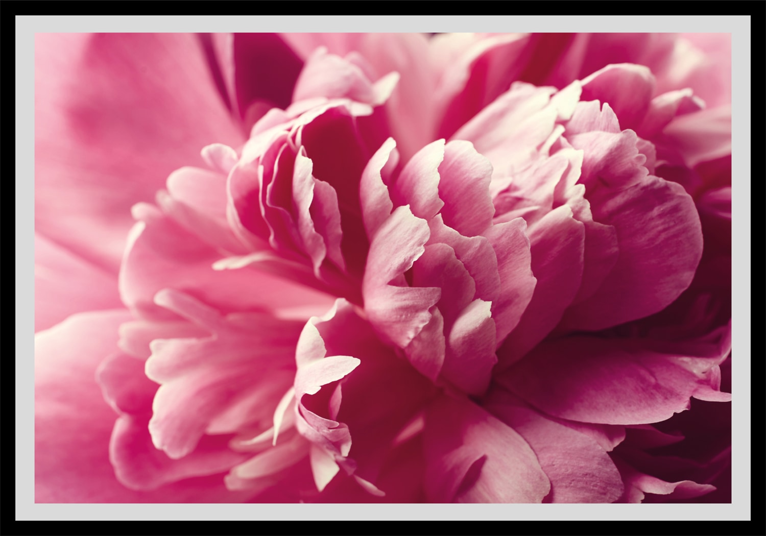 queence Paveikslas »Andreas« Blumen Rosen gera...