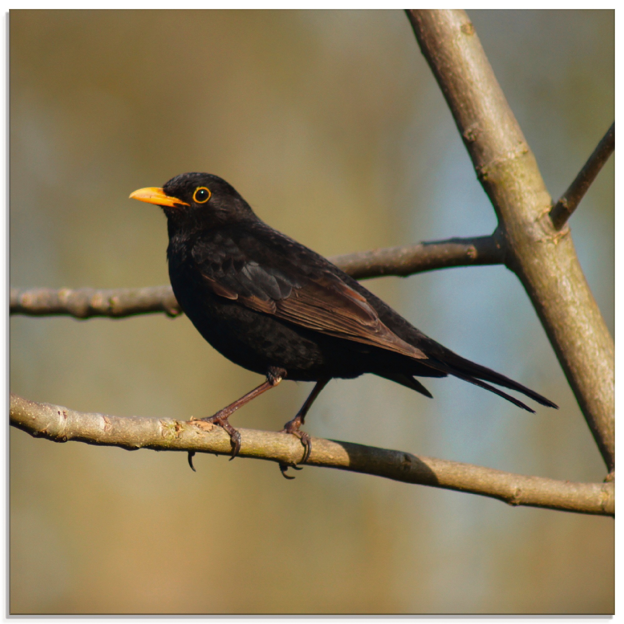 Artland Glasbild "Amsel", Vögel, (1 St.), in verschiedenen Größen