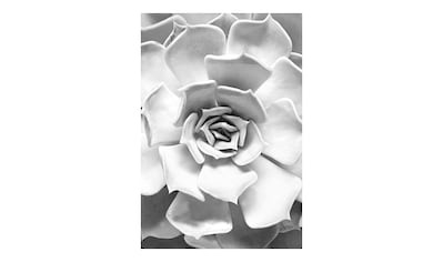 50cm Poster Komar | Aeonium«, BAUR »Succulent Höhe: Pflanzen-Blätter, kaufen