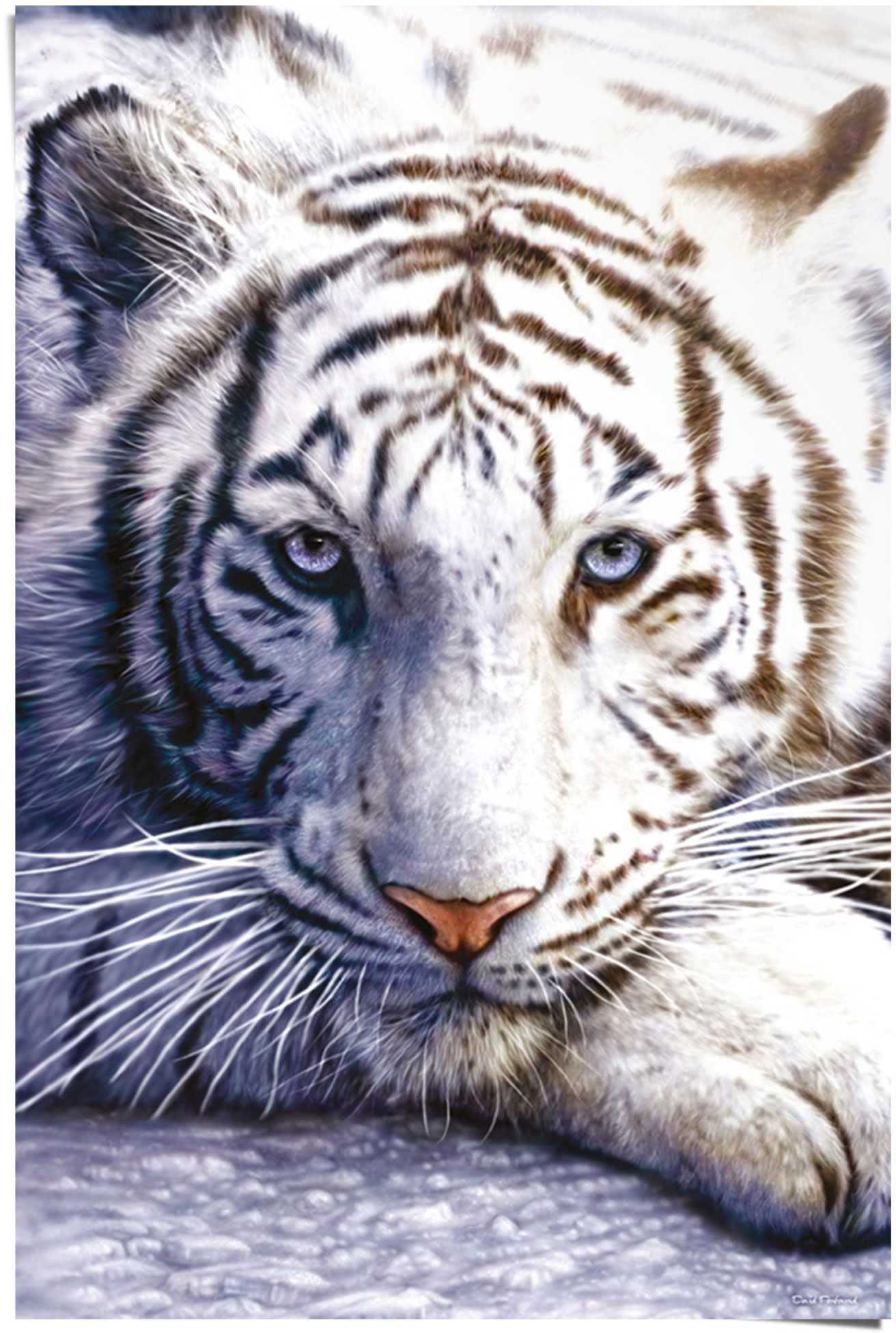 Reinders! Poster »Weißer Tiger«, kaufen (1 St.) | BAUR