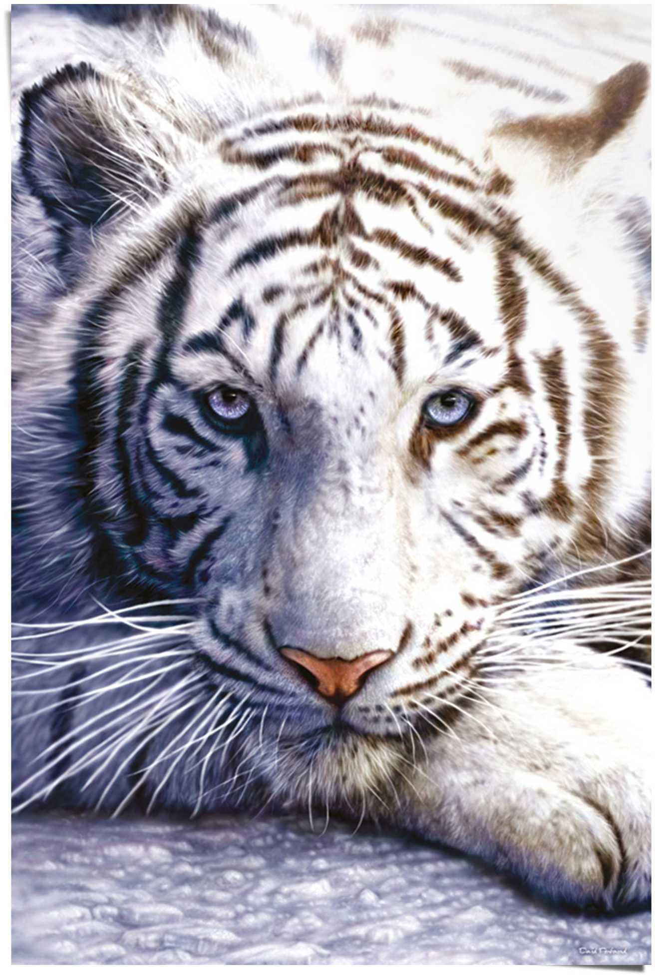 Reinders Poster "Weißer Tiger" 1 Stk. tlg. günstig online kaufen