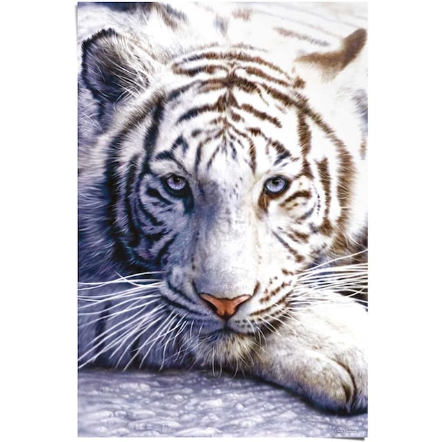 Reinders! Poster »Weißer Tiger«, (1 St.) kaufen | BAUR