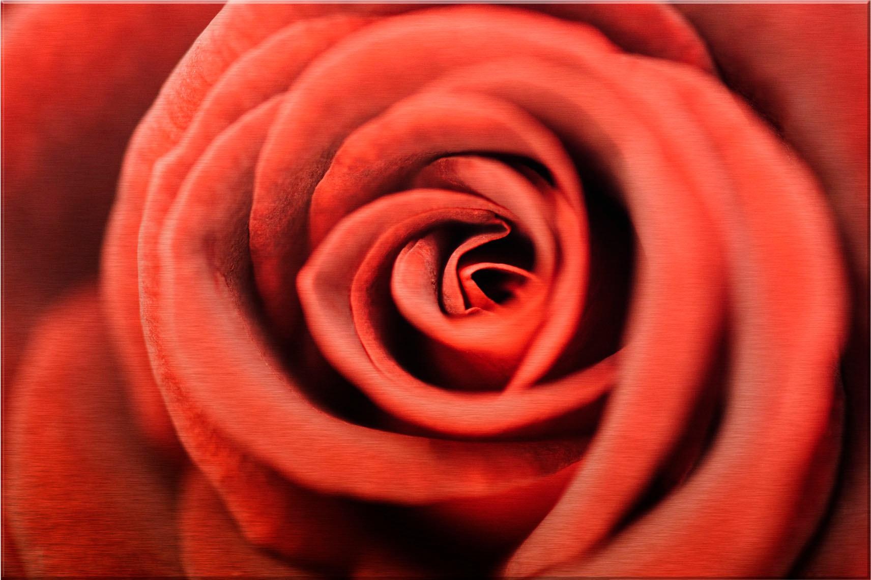 Wall-Art Metallbild "Rote Rose", 120/75 cm