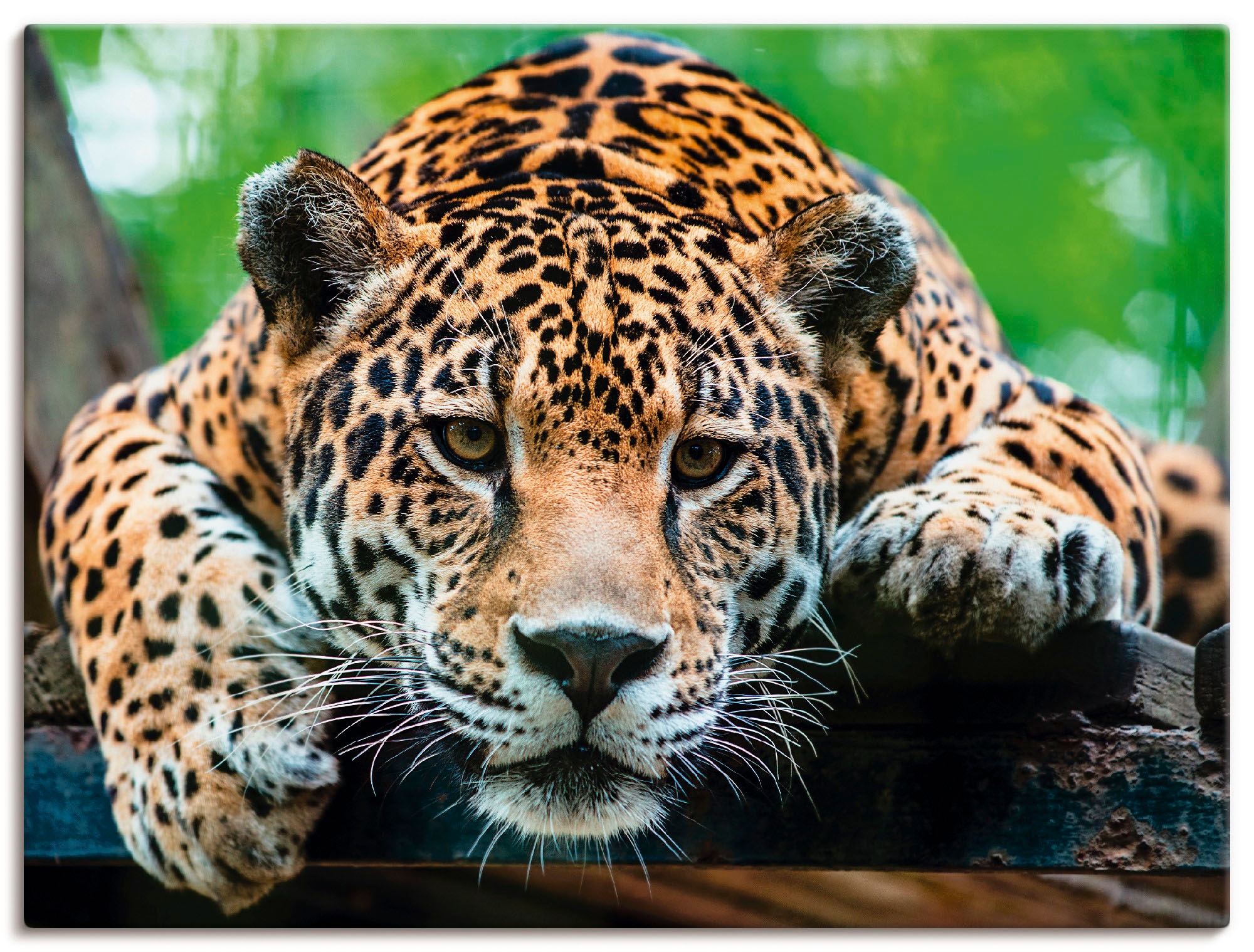 Artland Wandbild "Südamerikanischer Jaguar" Wildtiere 1 Stk. tlg. auf Holzr günstig online kaufen