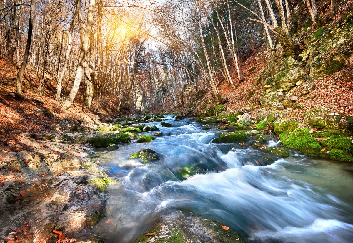 Papermoon "Fluss durch Wald"