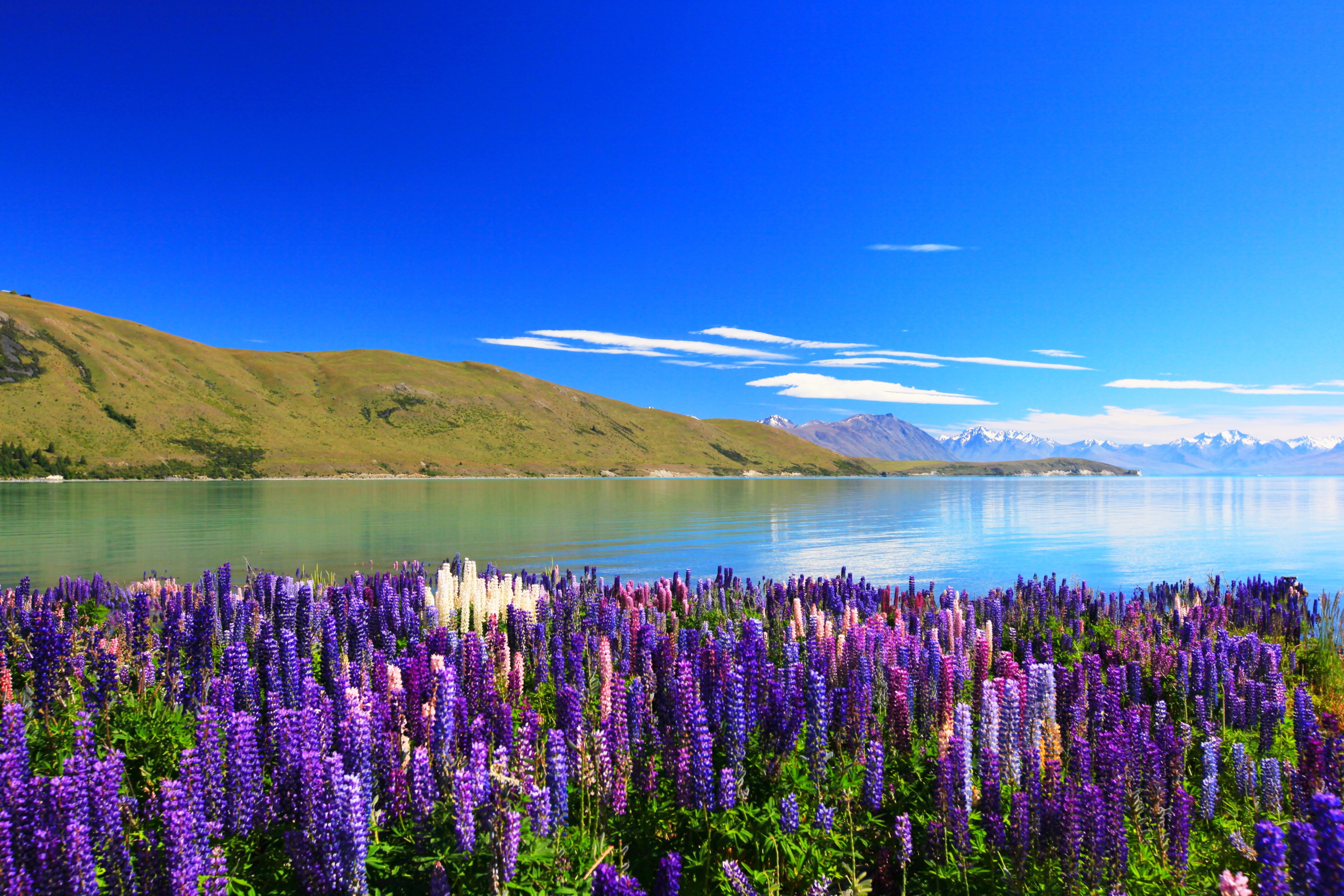 Papermoon Fototapete "Lupines Lake Tekapo" glatt