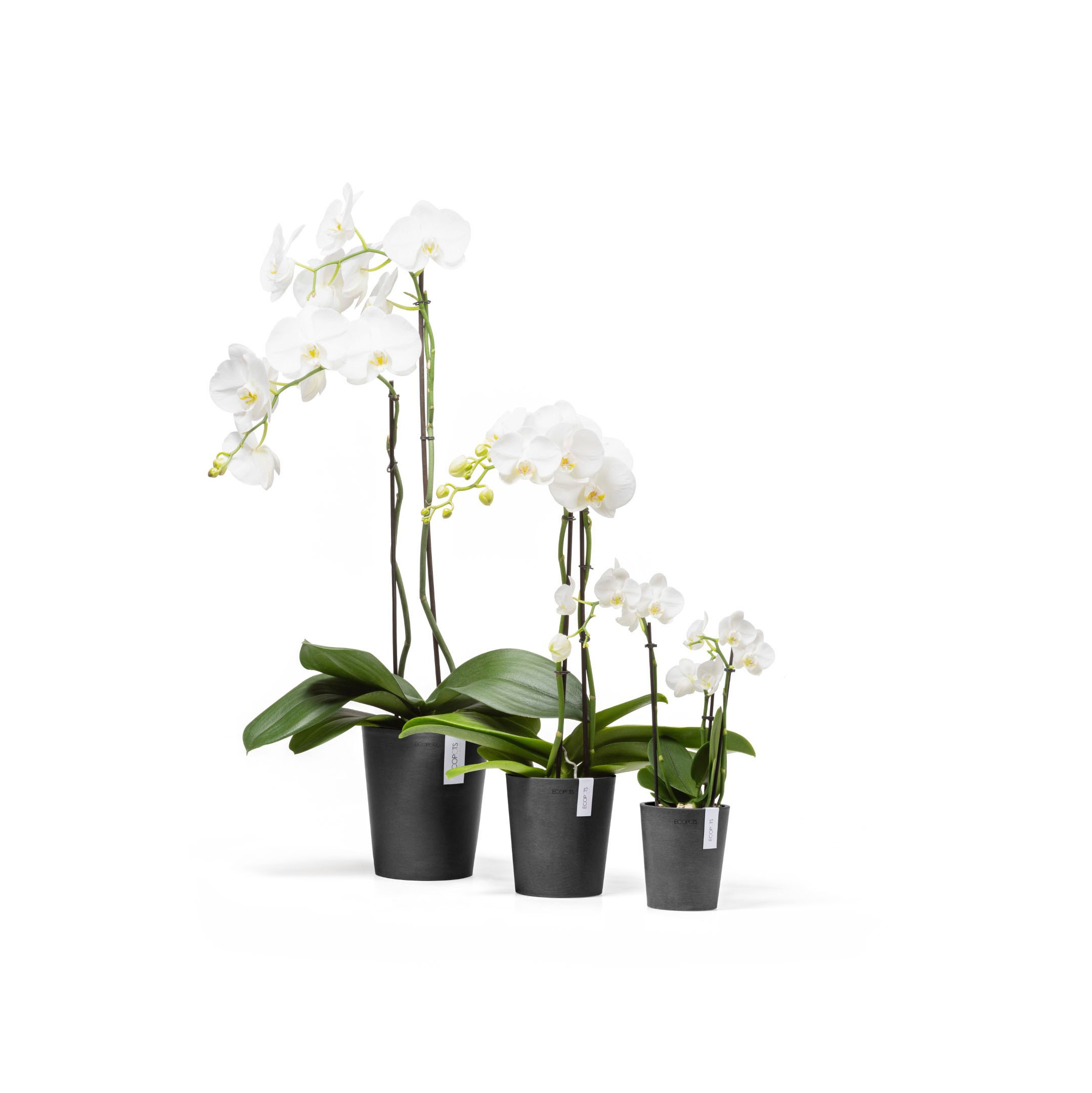 ECOPOTS Blumentopf »Morinda«, ØxH: 14,2x16 cm