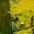 bunt