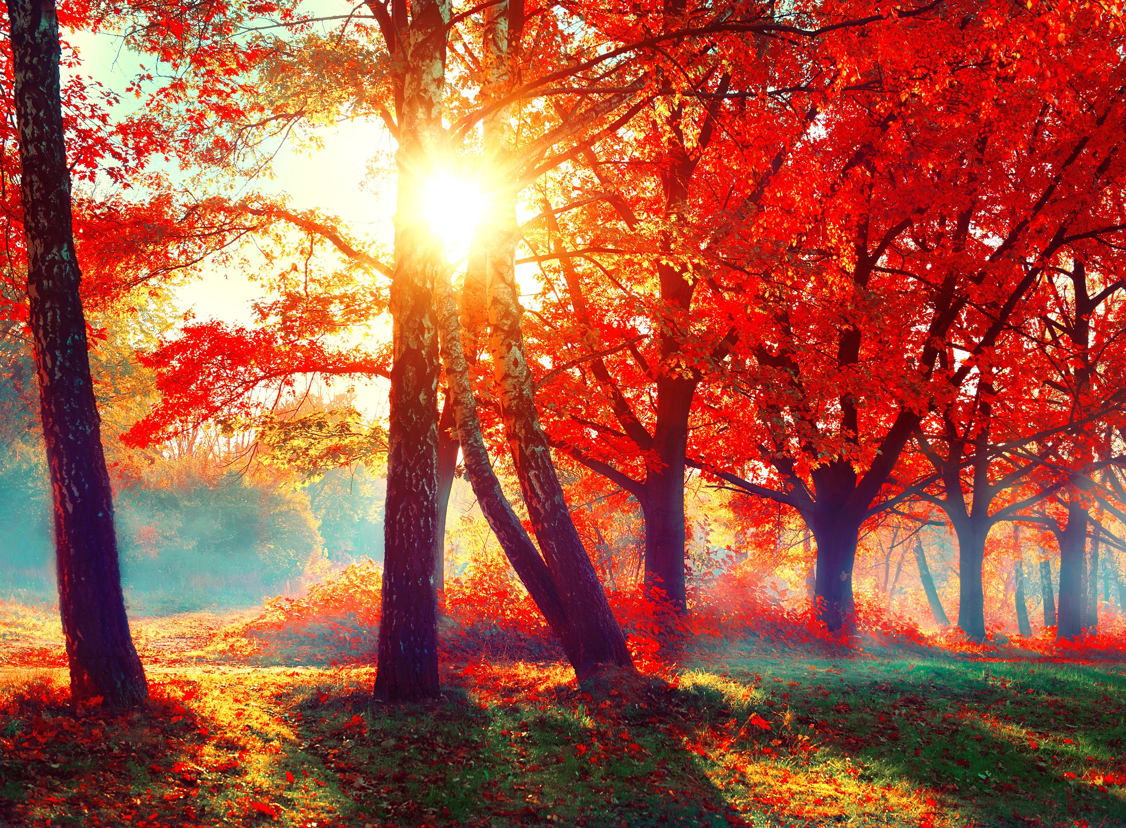 Papermoon "Autumn Park" glatt