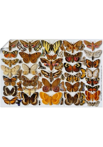 Artland Paveikslas »Schmetterlinge. Porzellanm...