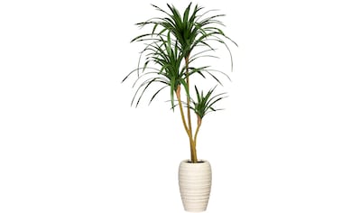 Creativ green Künstliche Zimmerpflanze »Dracaena marginata«, (1 St.), in Keramikvase kaufen