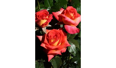 BCM Beetpflanze »Rose Parfum De Grasse«, (1 St.), Höhe 30 cm, 1 Pflanze kaufen