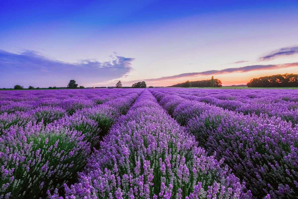 A.S. Création Vliestapete "Lavendel Sonnenuntergang Violett Blau Fototapete" matt glatt