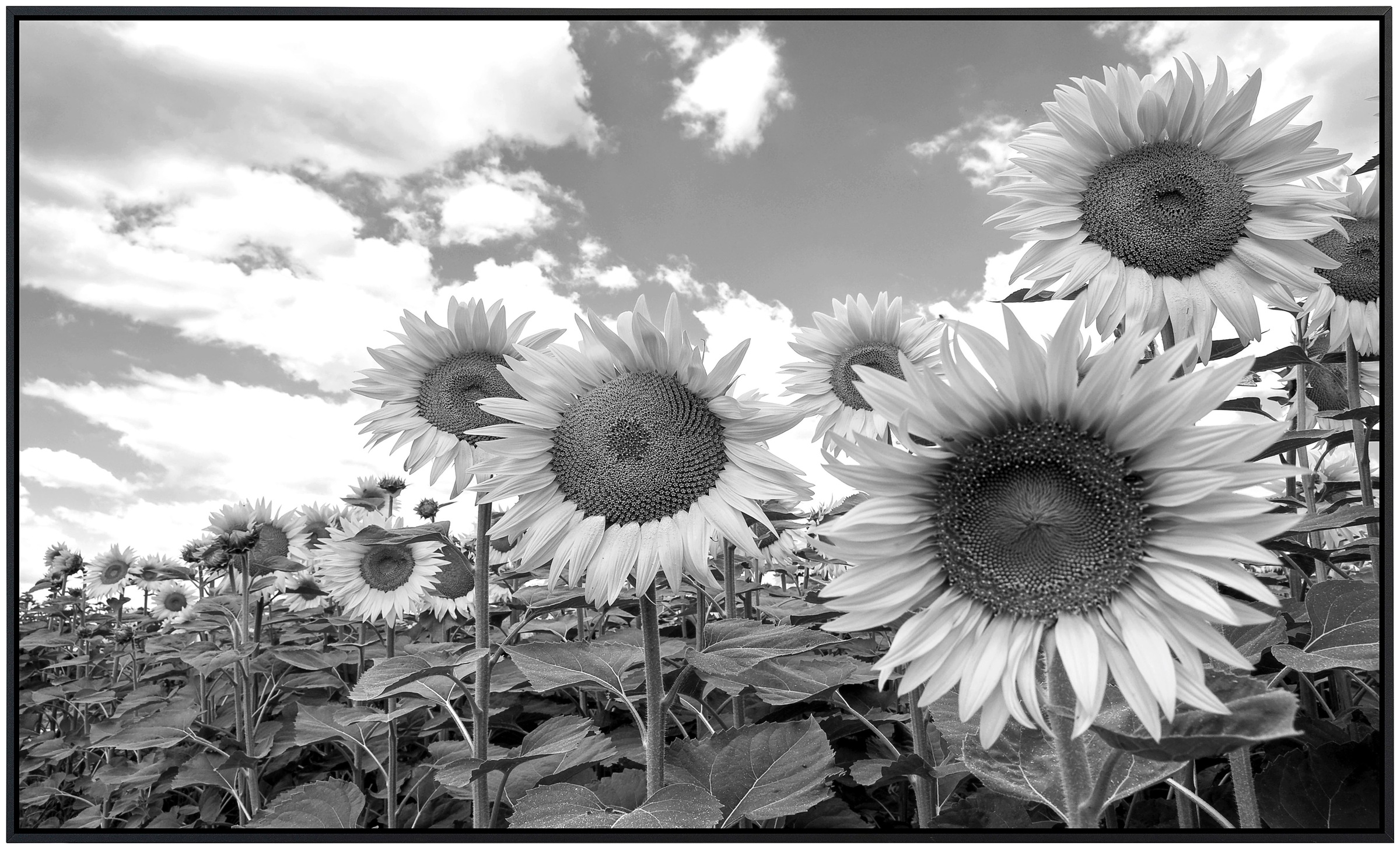 Papermoon Infrarotheizung »Sonnenblumen Schwarz & Weiß«, sehr angenehme Strahlungswärme