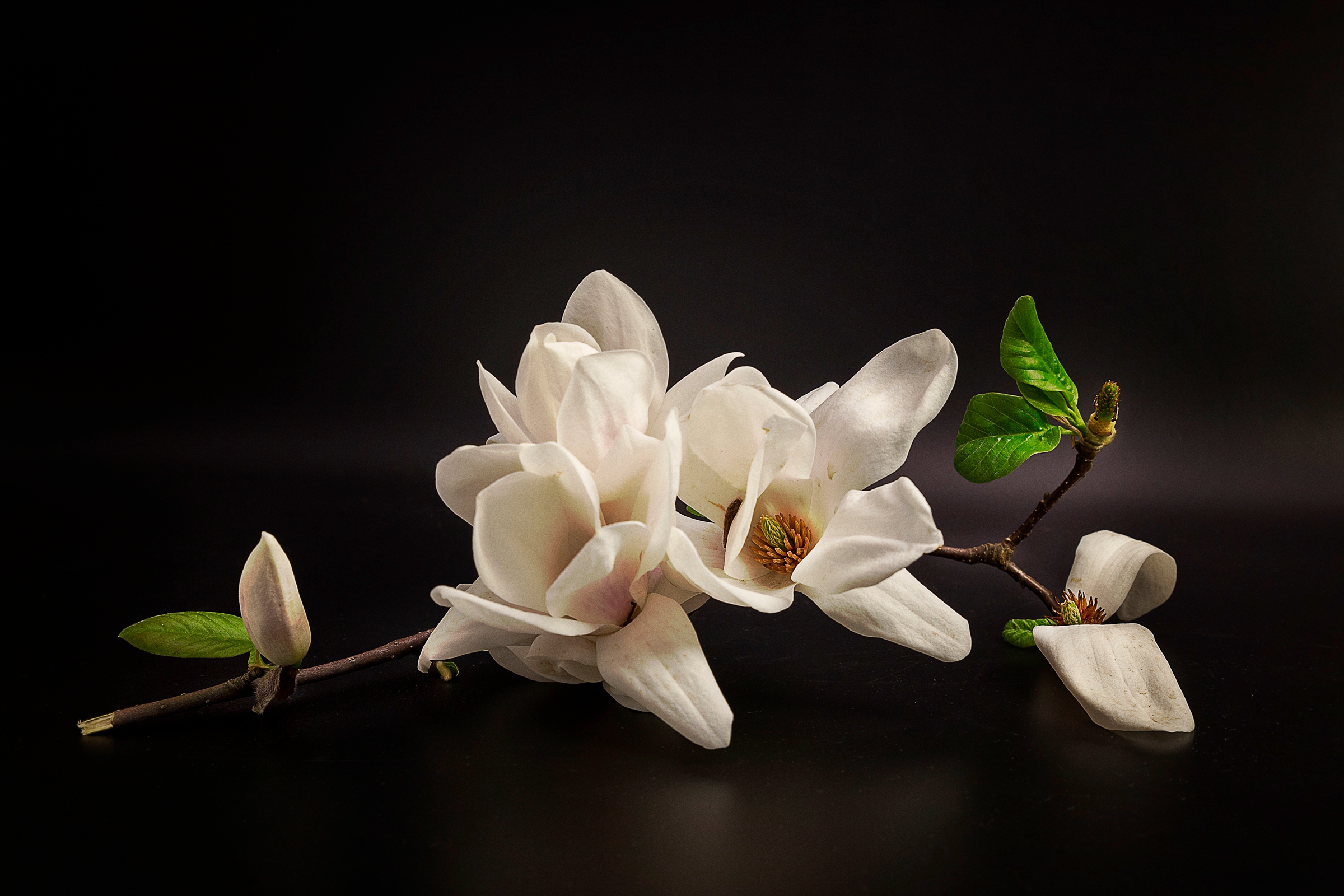 Papermoon "Photo-Art TONY08, MAGNOLIE"
