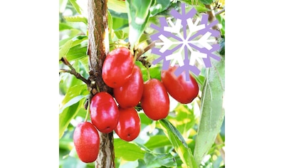 BCM Obstpflanze »Kornelkirsche Polar Fruits 'Cornel Berry'«, (3 St.), Höhe: 50-60 cm,... kaufen