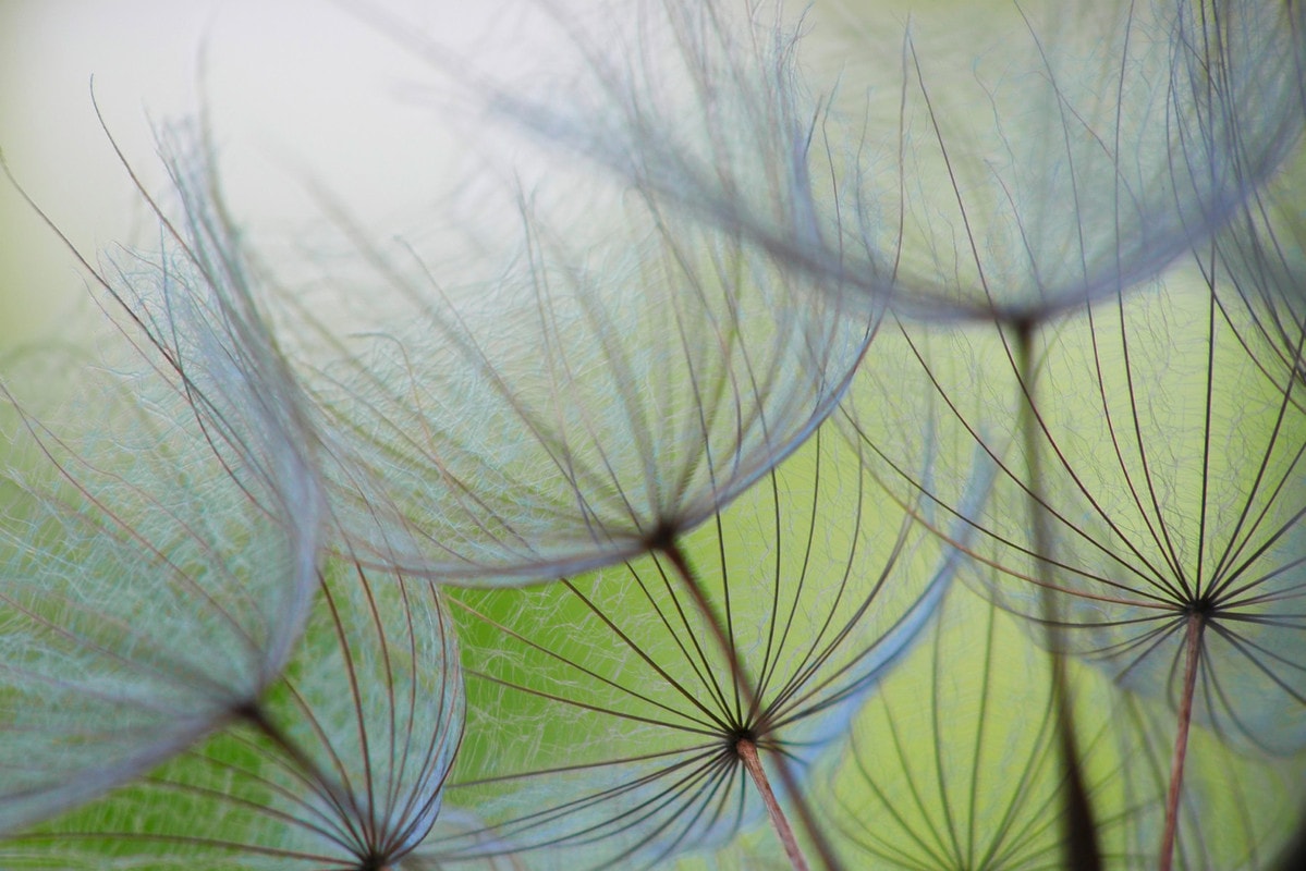 A.S. Création Vliestapete "Fototapete Pusteblume Nahaufnahme Grün Blau" matt glatt