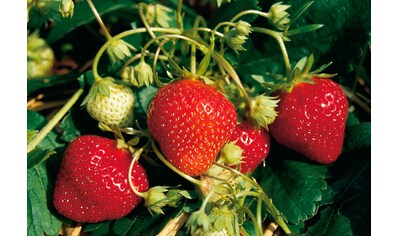 BCM Obstpflanze »Erdbeere Mara des Bois«, (12 St.) kaufen