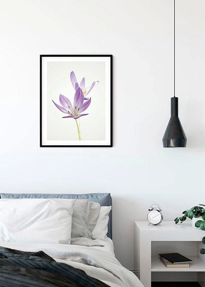 Komar Bild »Autumn Crocus«, Blumen, (1 St.), Wandbild zur Dekoration - ohne Rahmen